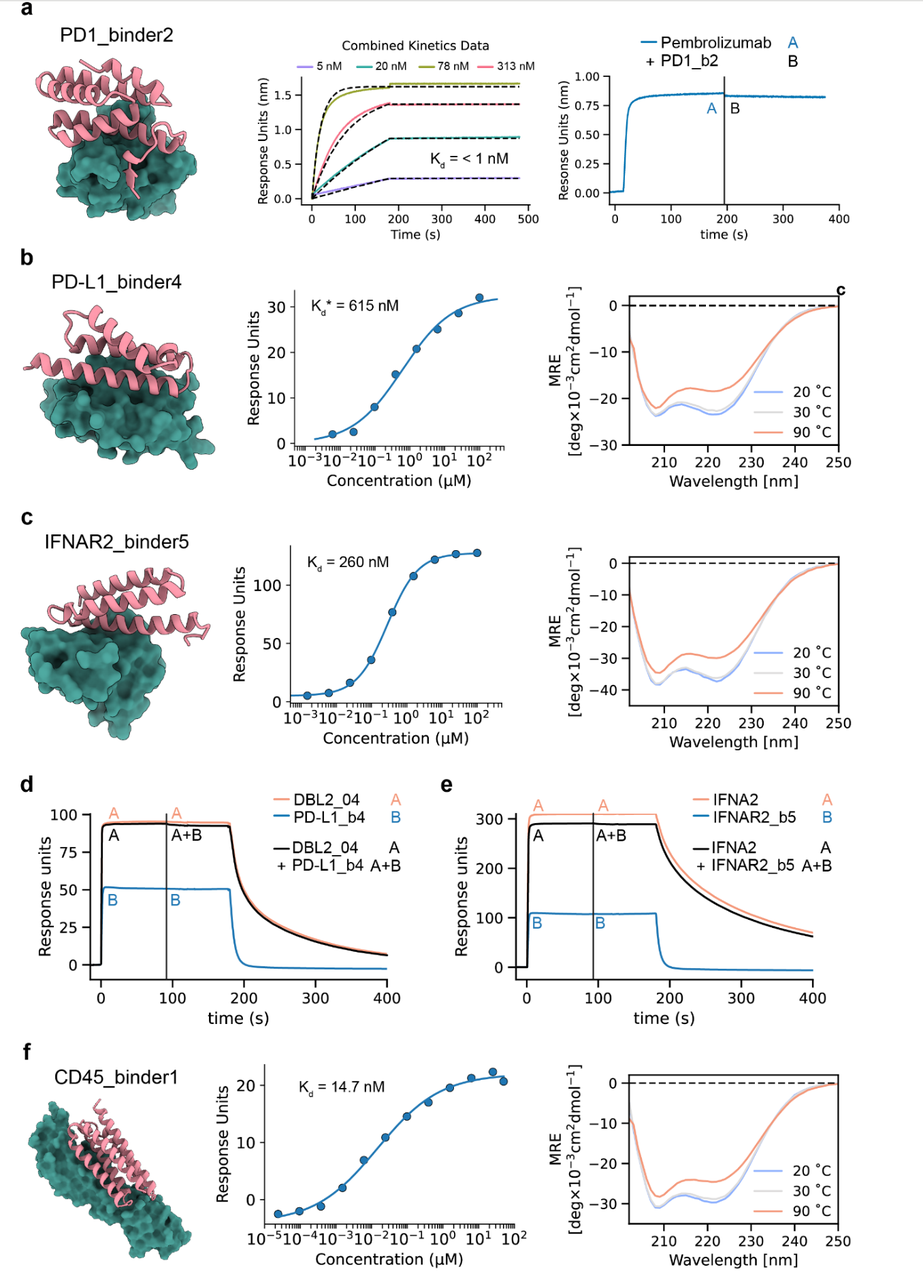 针对细胞表面受体的binder设计