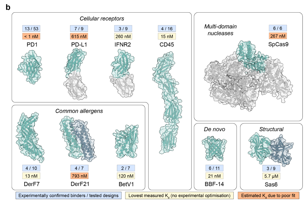 
针对不同靶点蛋白设计的binder概览