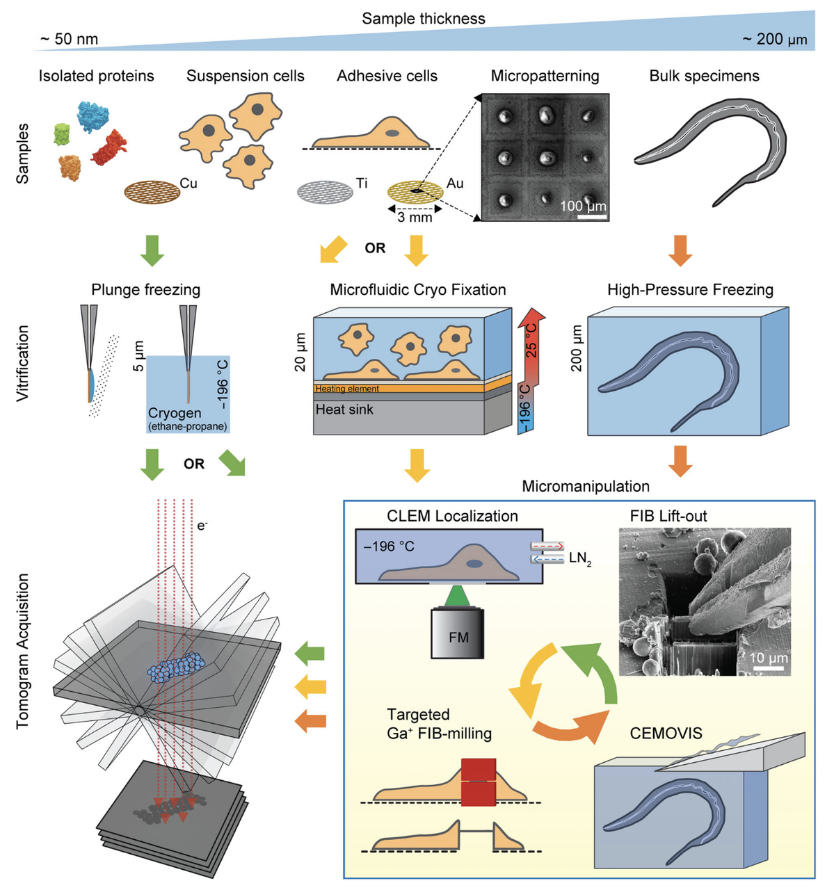 Cryo-ET workflow from sample preparation to tomogram acquisition.