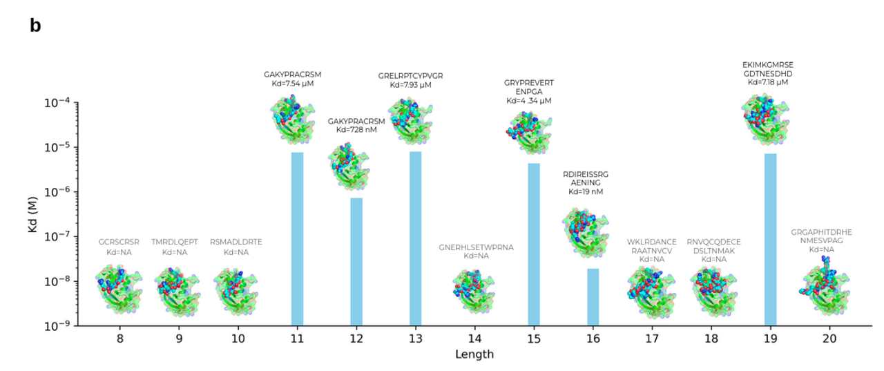 肽长度与亲和力（Kd)关系