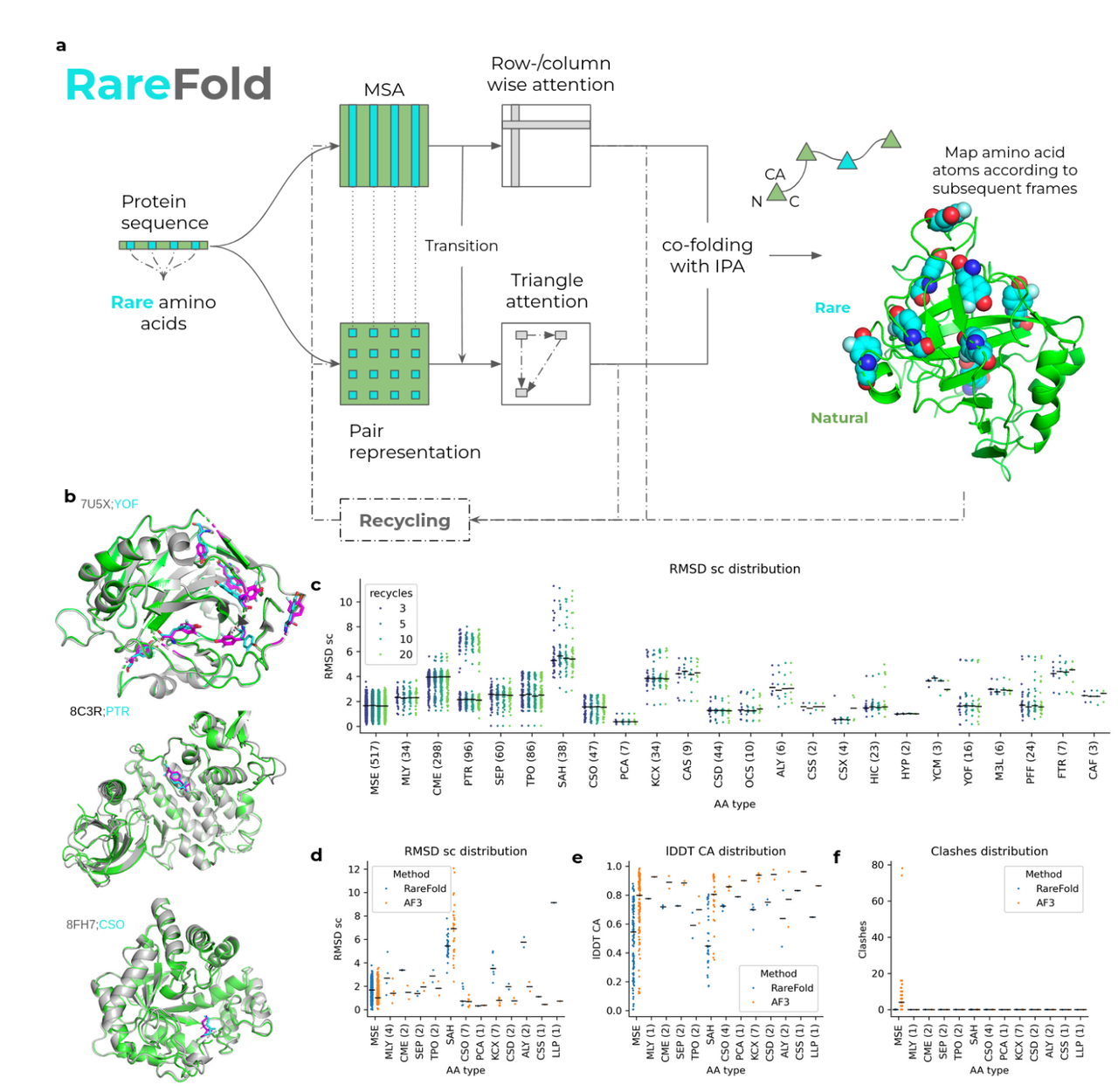 RareFold network architecture and evaluation.