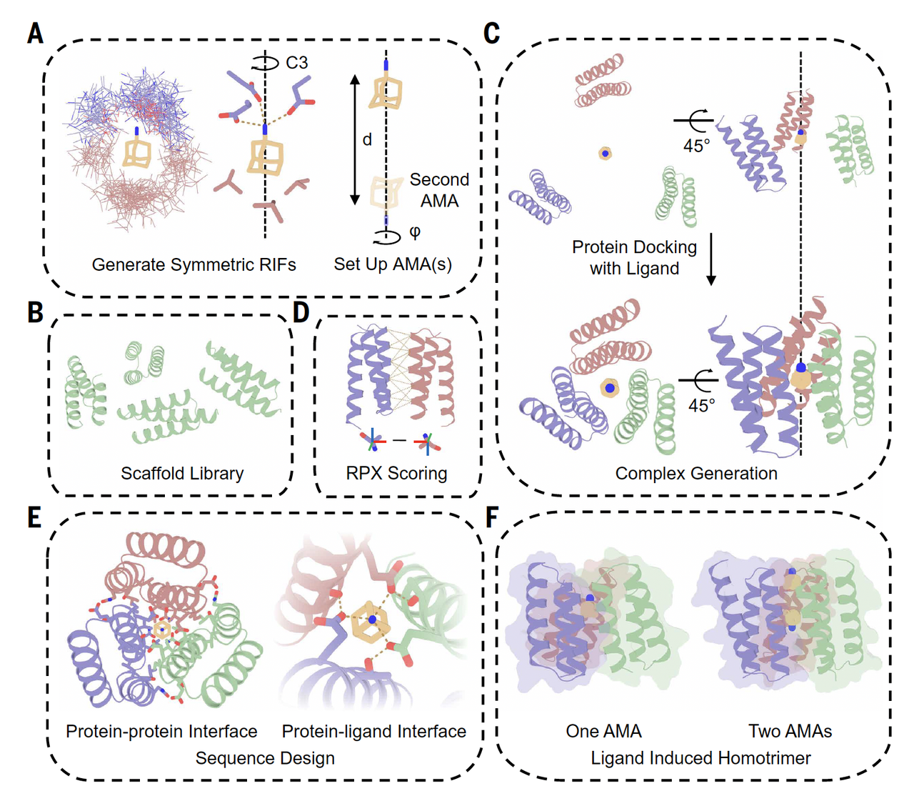 image from Science｜从头设计可被小分子“遥控”的动态蛋白